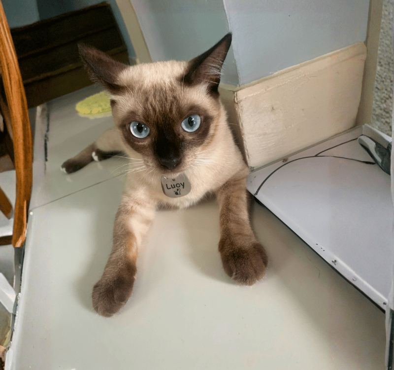 Lucy ♀ – Rescued in Pattaya