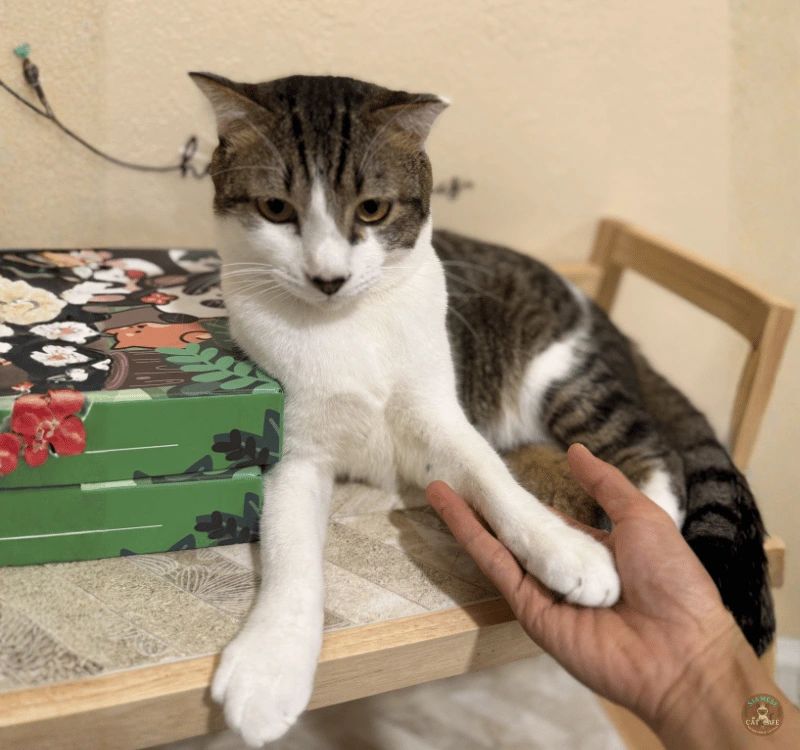 Charlie ♂ — The Comedian King (Born in Oct 2024) Charlie ♂ — The Comedian King (Born in Oct 2024)