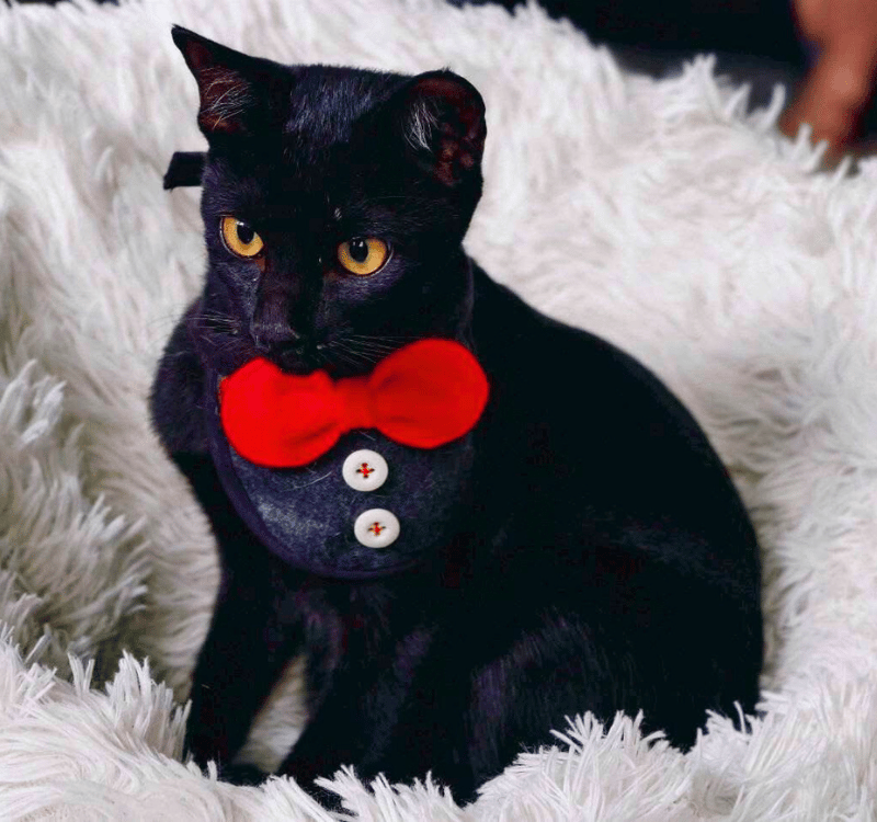 🌊 Flow — The Calm Current (Born in Dec 2024) 🌊 Flow — The Calm Current (Born in Dec 2024)