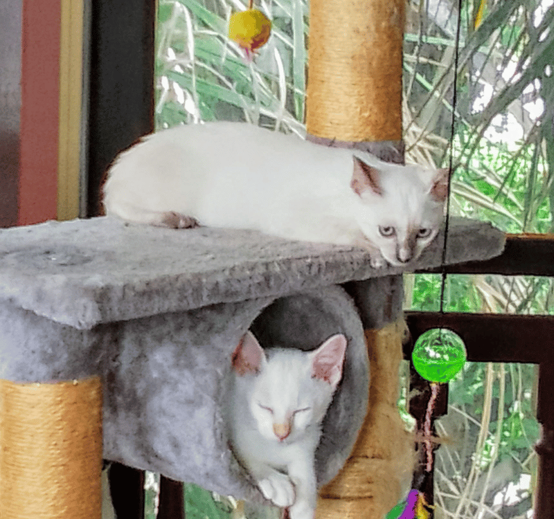 💜 Lila — The Lilac Twin (Born in Jul 2025) 💜 Lila — The Lilac Twin (Born in Jul 2025)