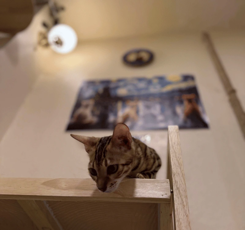 Mira ♀ — The Miracle Light (Born in Sep 2025) Mira ♀ — The Miracle Light (Born in Sep 2025)