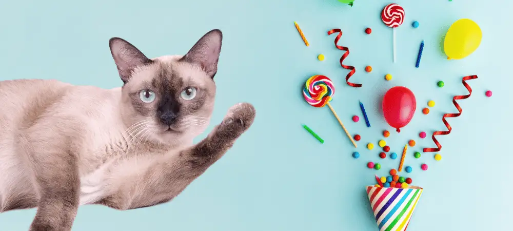 siamese cat cafe national holiday